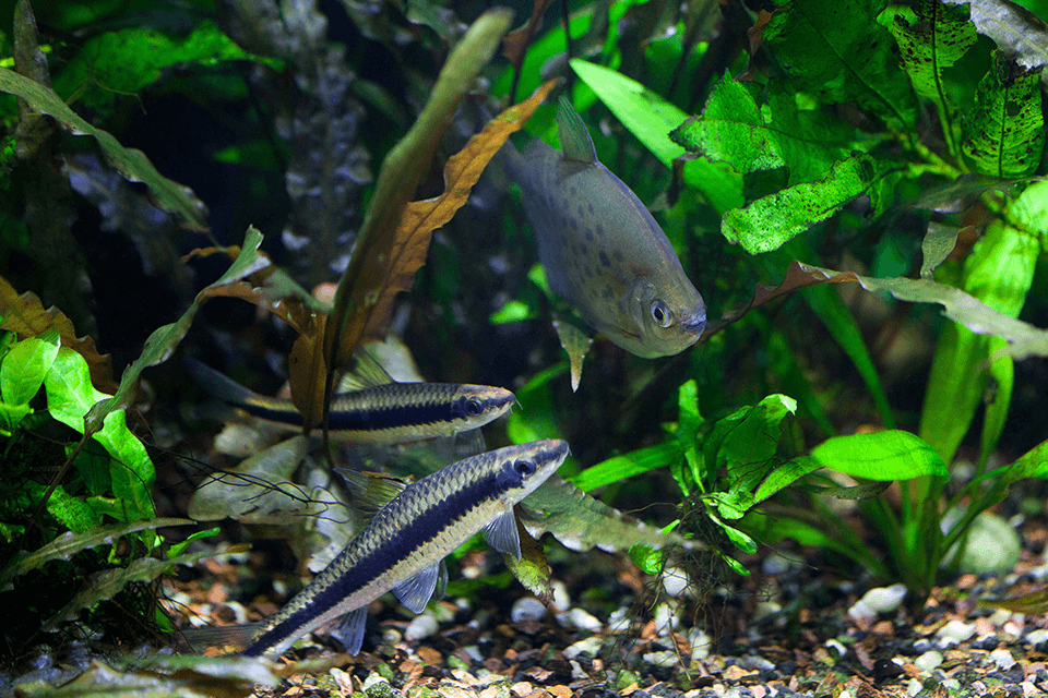community aquarium with different fish species