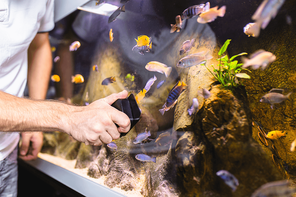 cleaning a tropical fish tank full of tropical fish