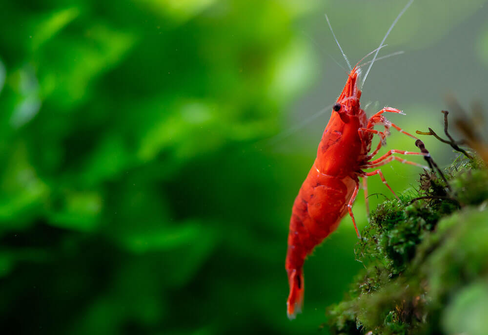 A bright red cherry shrimp grazing on algae in a shrimp tank aquarium