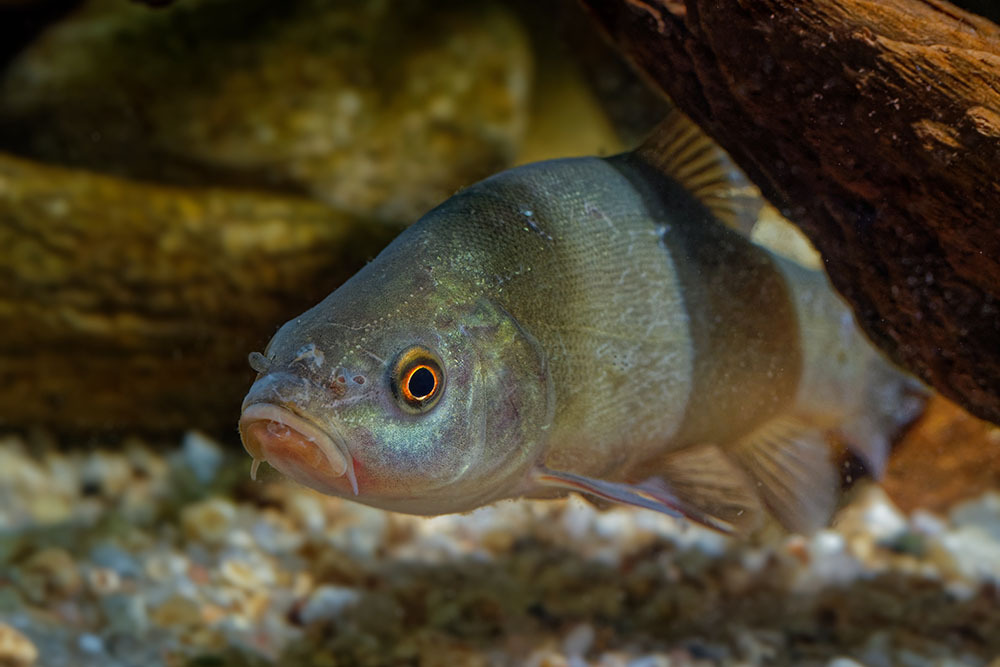 A green tench hides under a log in a garden pond full of pond fish