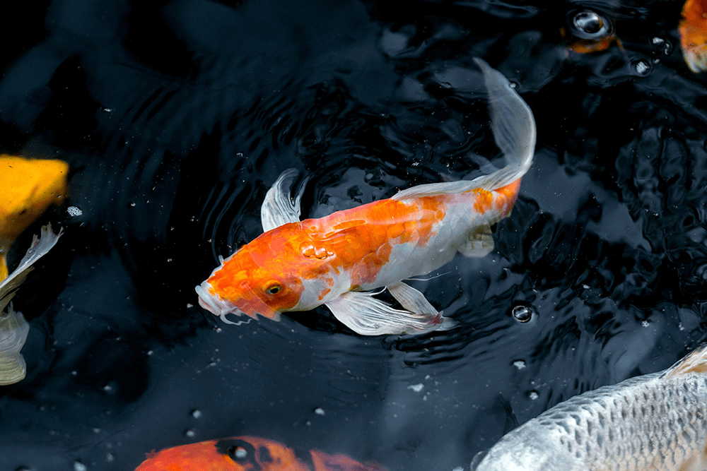 orange kohaku japanese koi fish swimming in garden pond