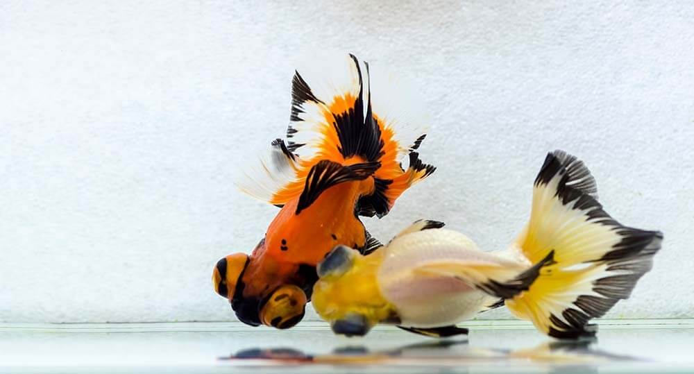 Two Butterfly Moor Goldfish swimming in an aquarium