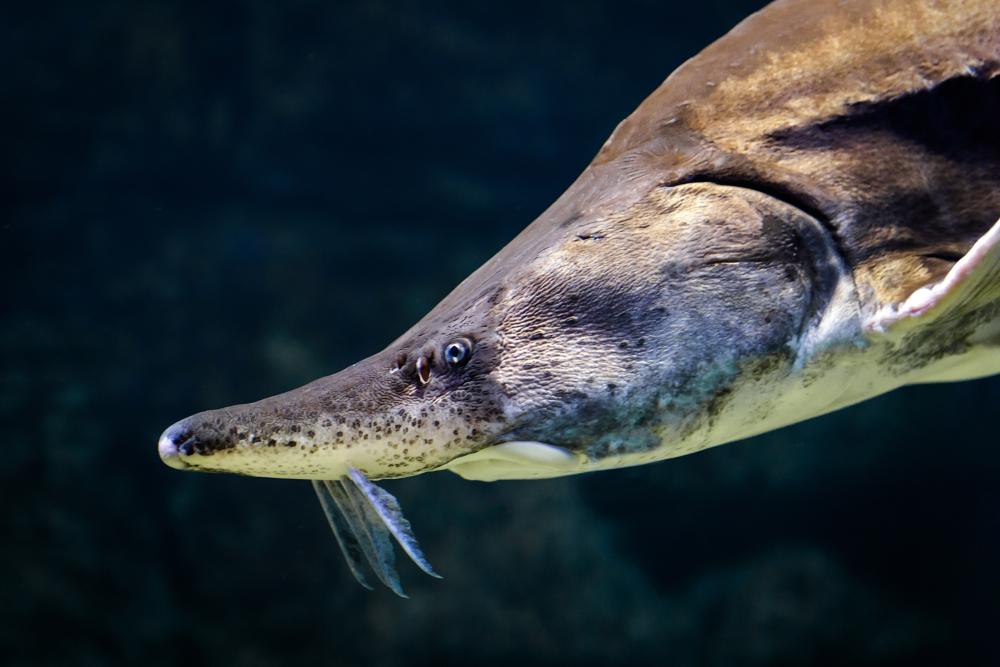 Sturgeon swimming in a garden pond