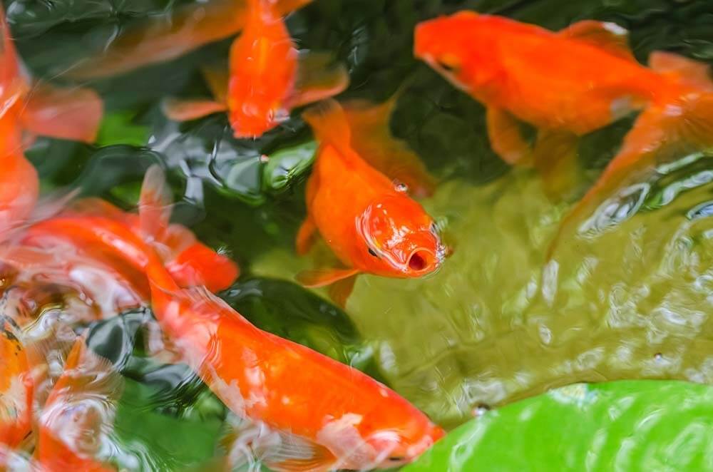 An outdoor garden pond full of red goldfish