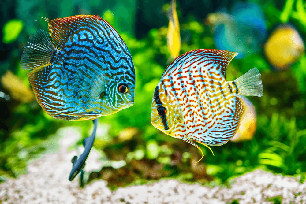 Two colourful discus fish swimming in a tropical fish tank