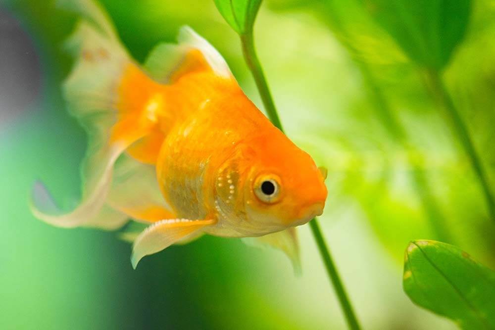 A yellow goldfish swimming in an aquarium