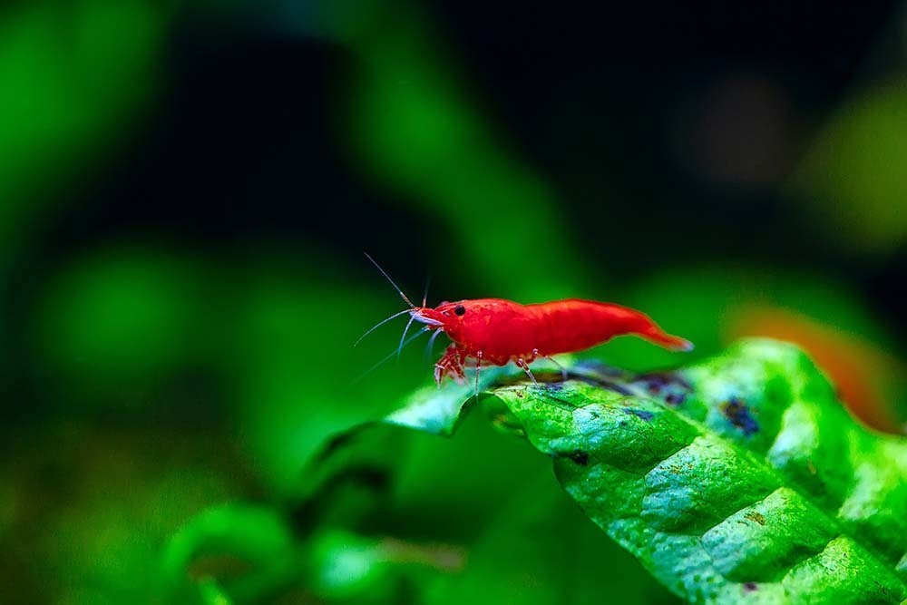 Red Cherry Shrimp in an aquarium surrounded by aquatic plants