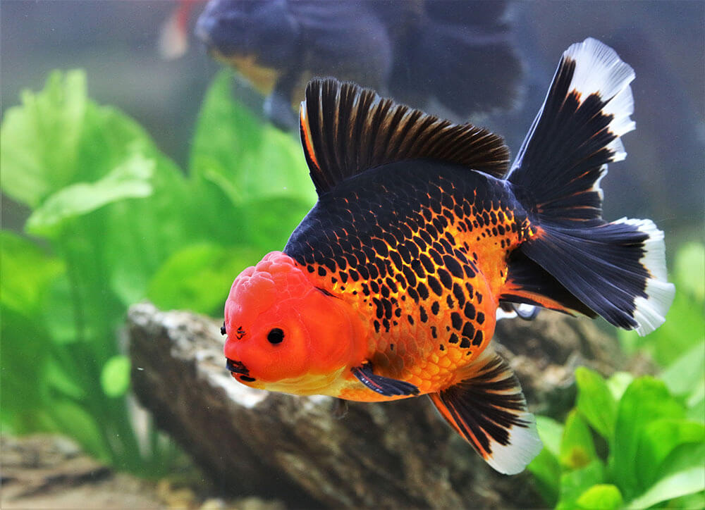 A red and black oranda goldfish in a large fish tank aquarium