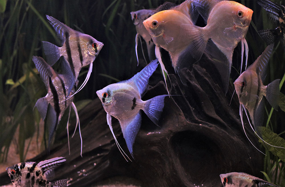 Group of angelfish in large tropical community aquarium with other tropical pet fish