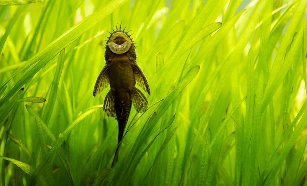 A bristlenose pleco eating algae from the glass of an aquarium