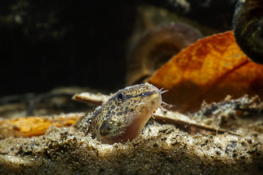 Weather loach pokes its head above the substrate in a fish tank