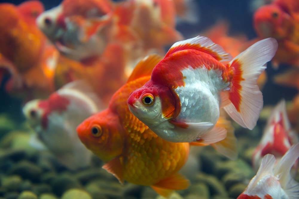 A group of Ryukin Goldfish swimming in a Fancy Goldfish aquarium