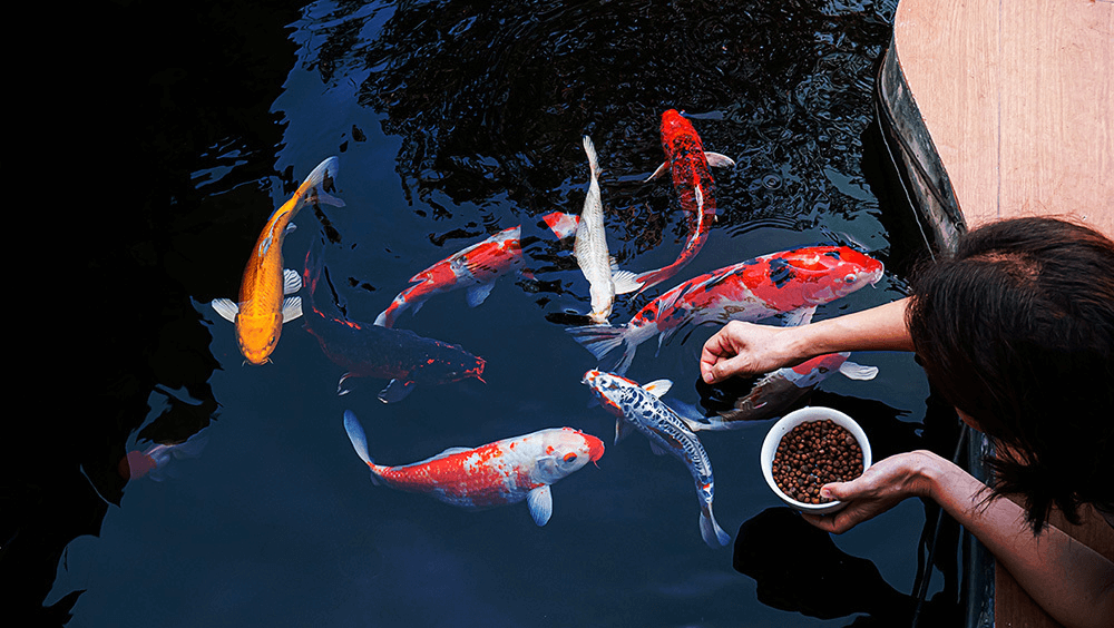 person feeding koi carp koi fish in outdoor garden pond