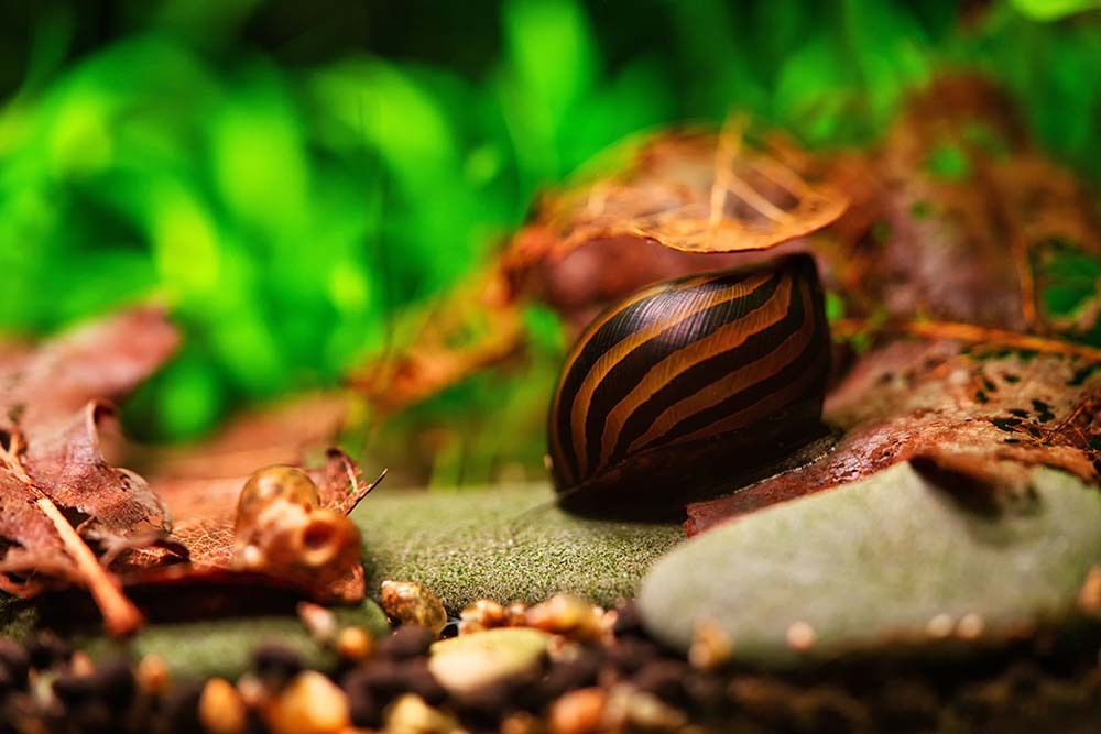 Nerite Snail exploring the bottom of a fish tank
