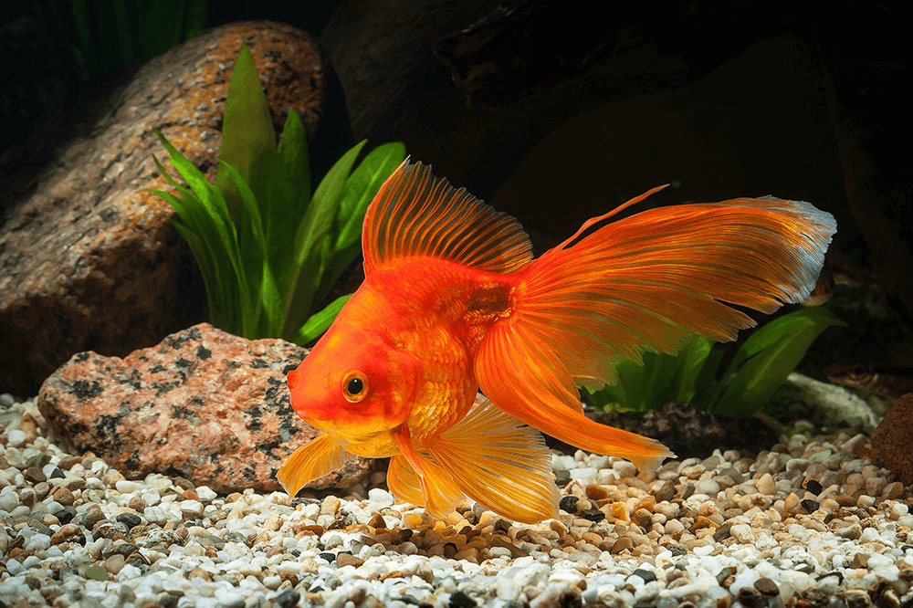 A large red ryukin goldfish, also sometimes called a fantail goldfish, swims in a large aquarium fish tank