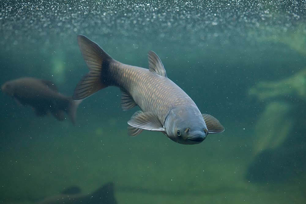 Grass Carp swimming in an outdoor garden pond