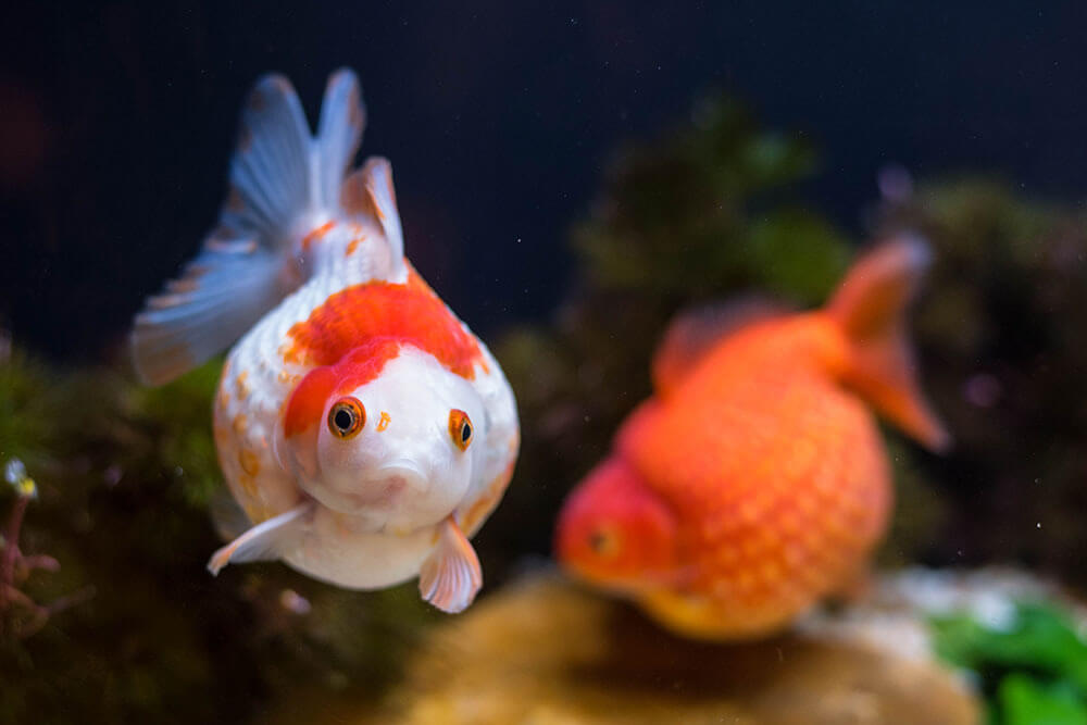 Two colourful pearlscale goldfish swimming in a large fish tank aquarium