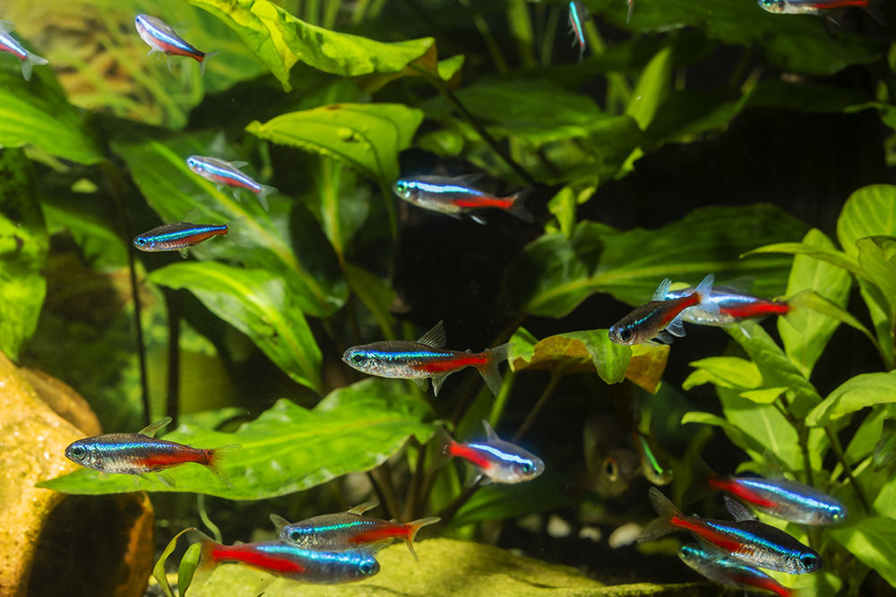 A fish tank with a large school of neon tetra, tropical freshwater fish, aquarium