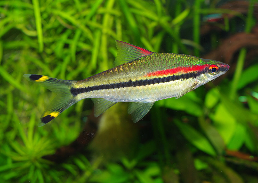 Large denison barb in an aquarium fish tank with other barbs cherry barb, tiger barb, silvery barb.