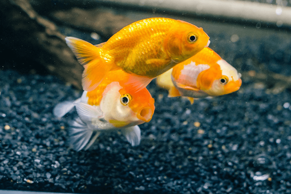 A group of colourful ranchu goldfish swimming in a fish tank aquarium