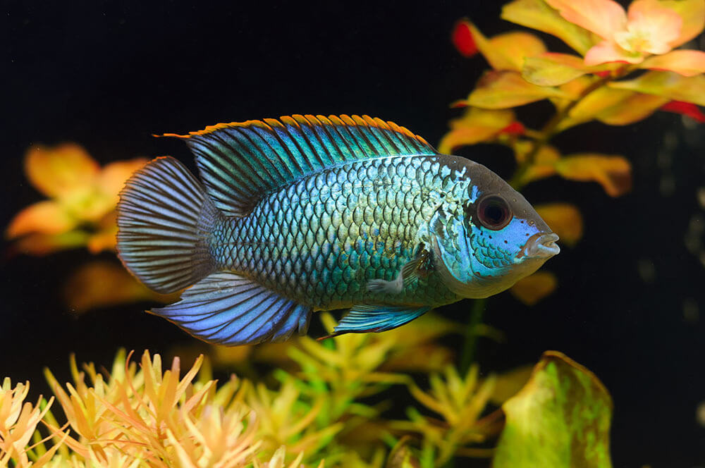 Electric Blue Acara, American Cichlid, Cichlid, swimming in a large fish tank