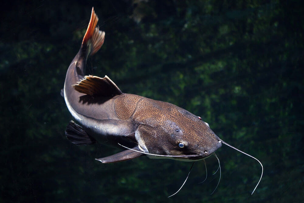 A redtail catfish swimming in a large aquarium