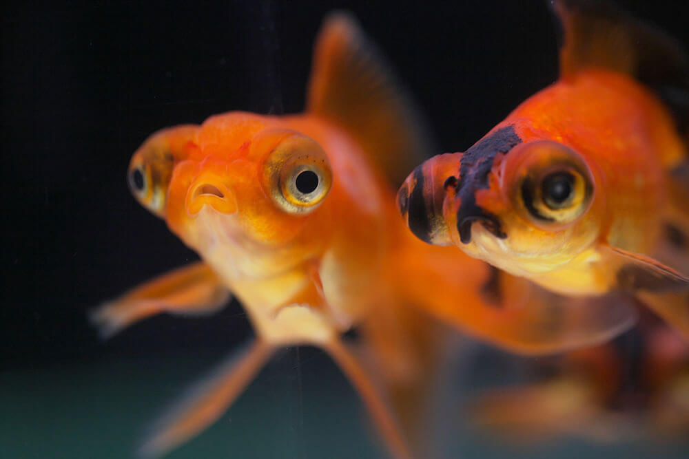 Two telescope goldfish, also known as butterfly moor goldfish, swimming in a fish tank aquarium
