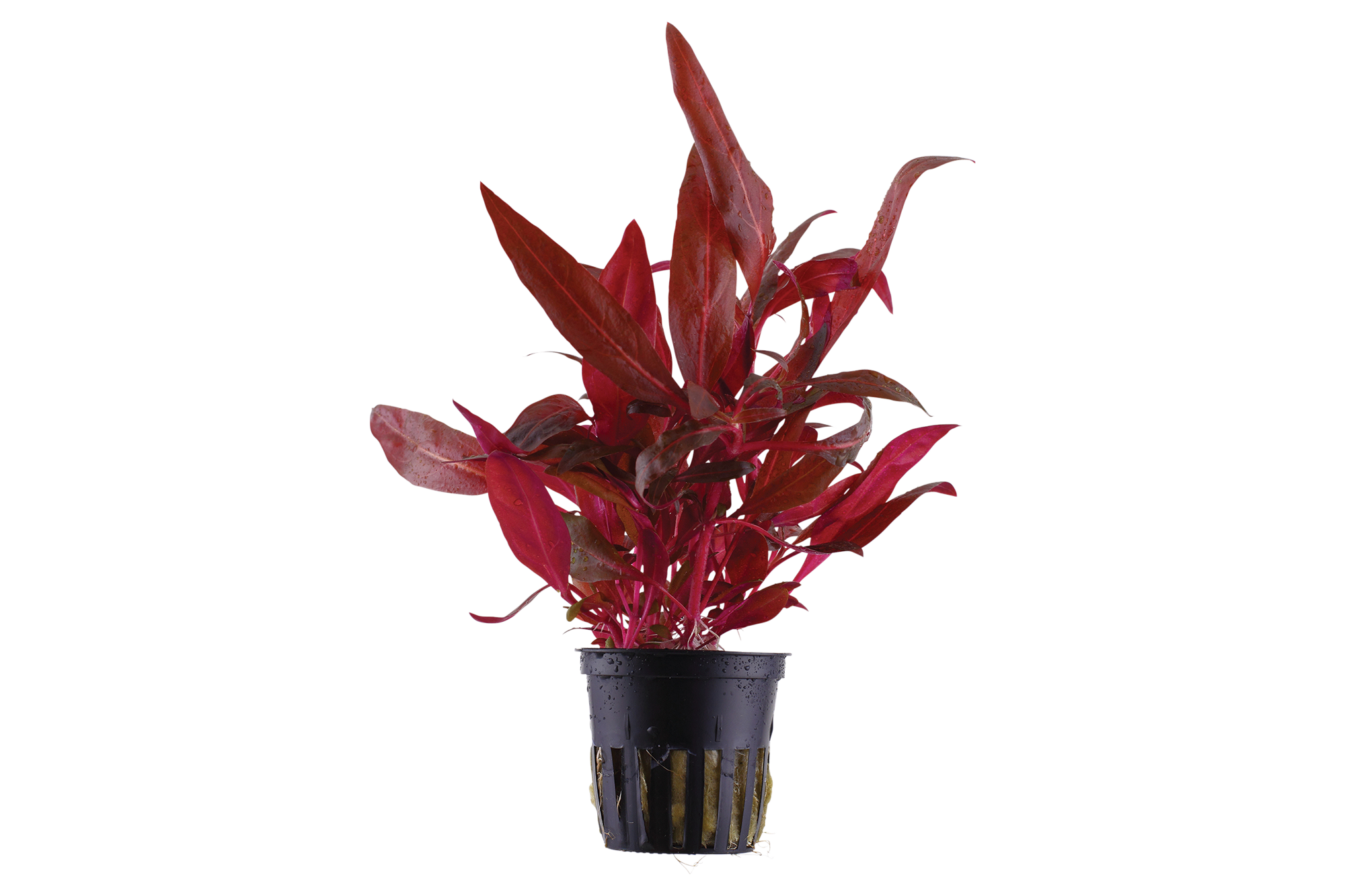 Five Potted Plants Mini Red Temple Plant Alternanthera Reinickii