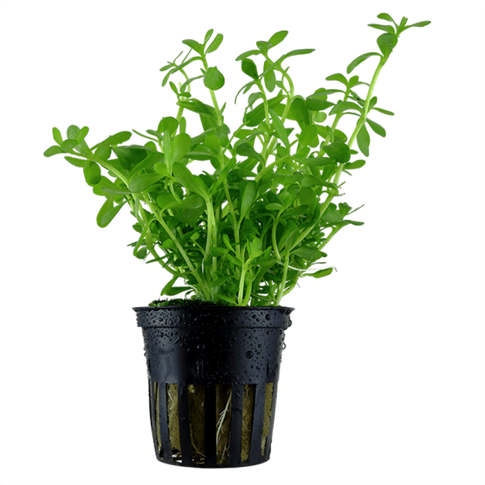 Tropica Bacopa Live Aquatic Plant