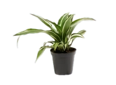 Five Potted Plants Striped Dracena Plant Dracaena Species