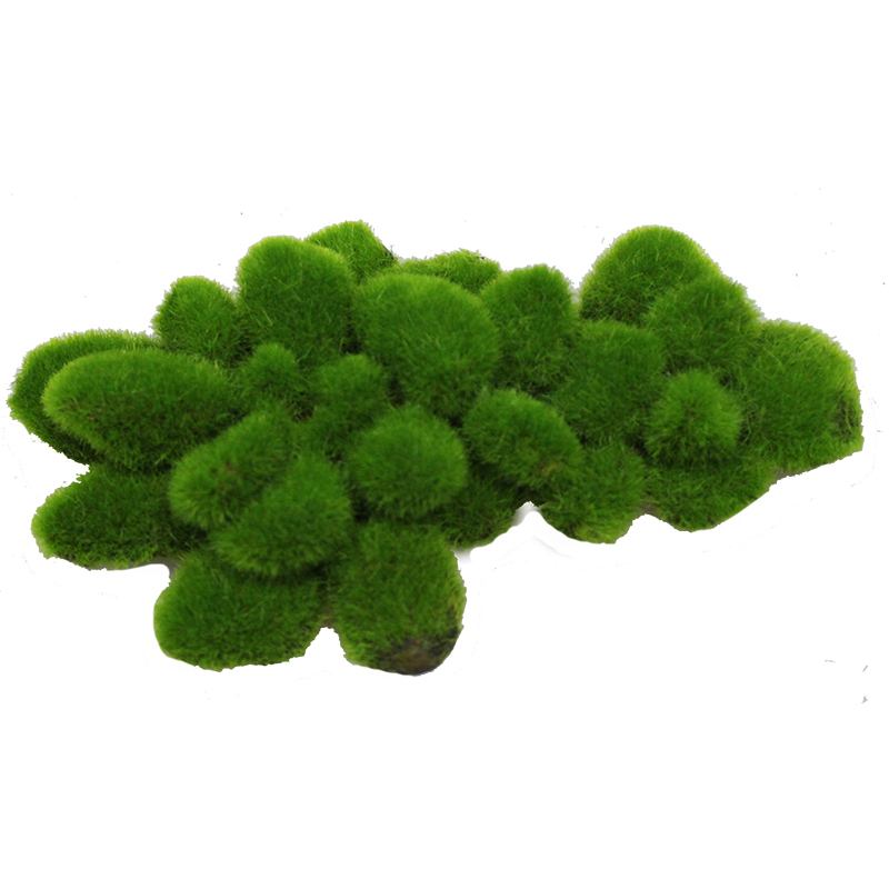 Hugo Kamishi Rock With Moss