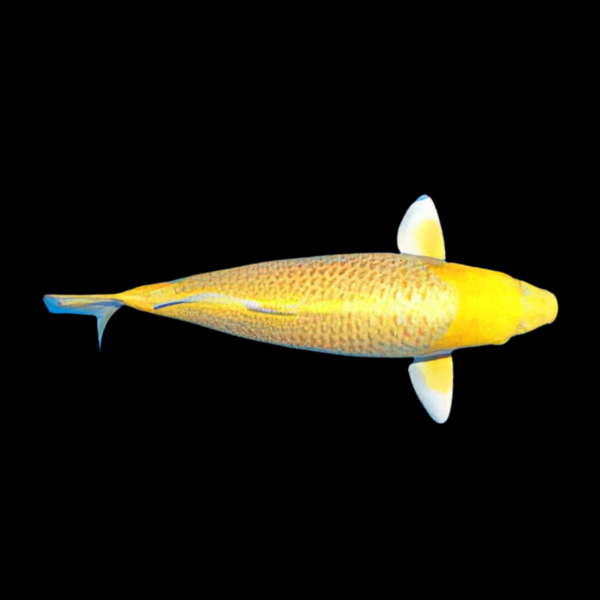 Yamabuki Grade A Koi Carp Cyprinus Carpio