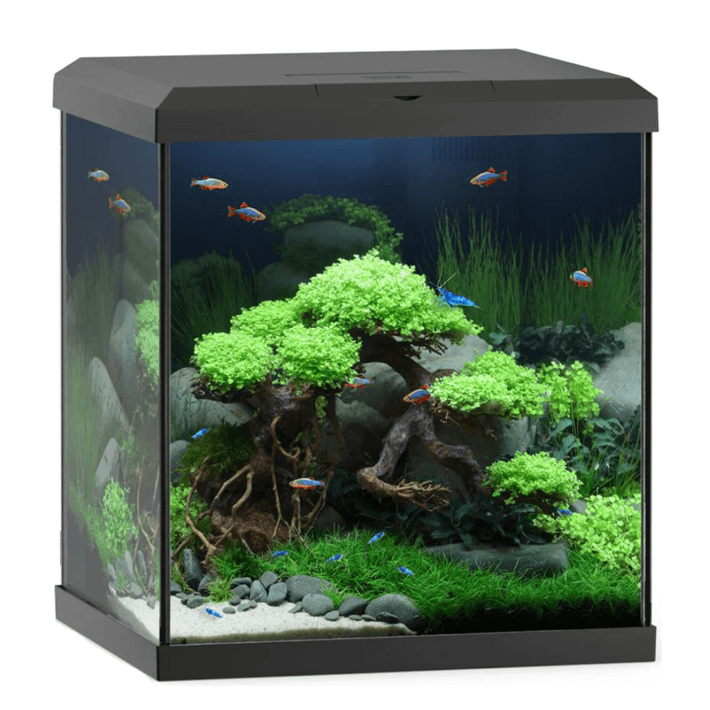 Juwel Vio Cube 54 41cm Black Aquarium - 54L
