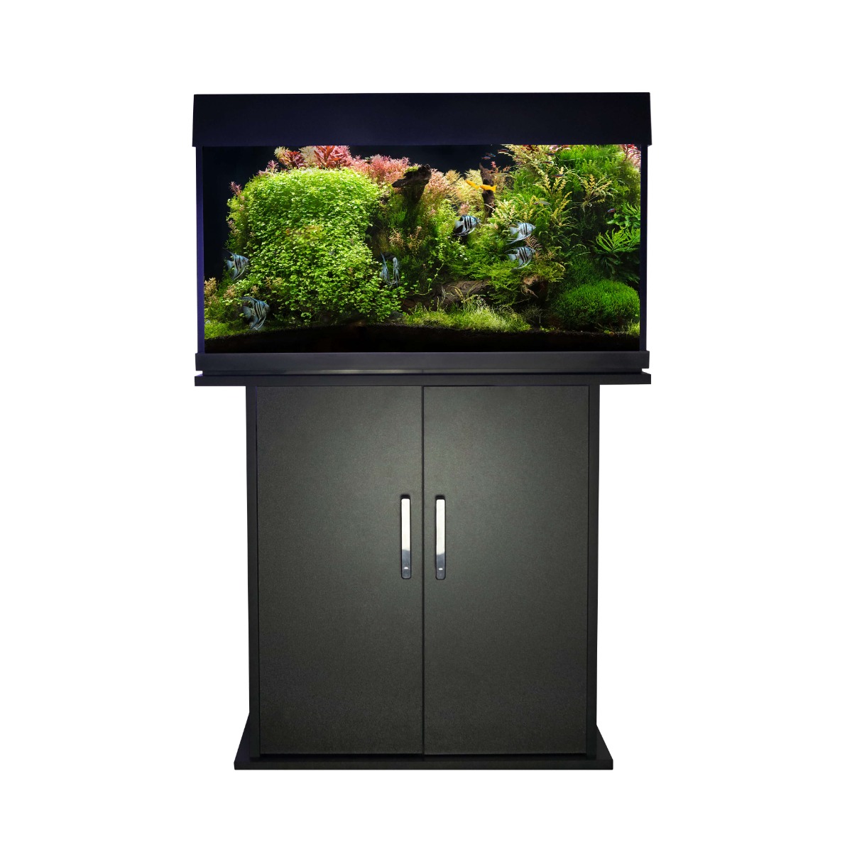 Swell Amazon 80cm Aquarium 165L