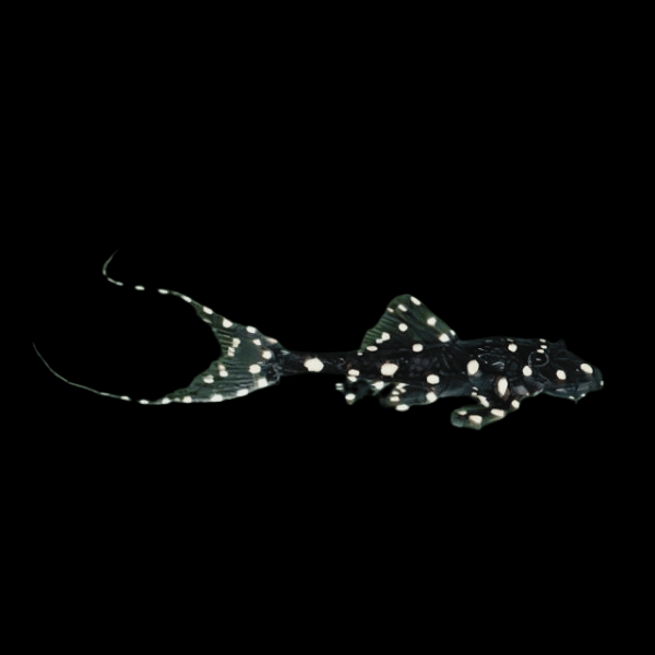 Adonis Pleco Acanthicus Adonis