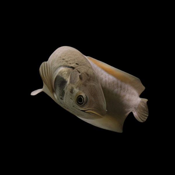 African Arowana Heterotis Niloticus
