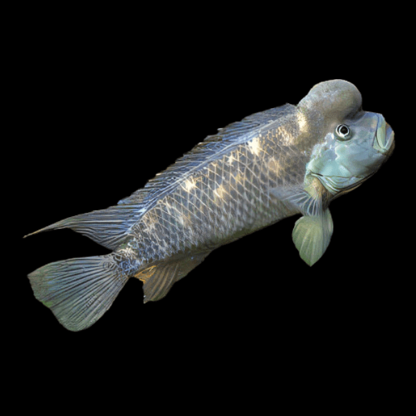 African Blockhead Cichlid Steatocranus Casuarius 5cm