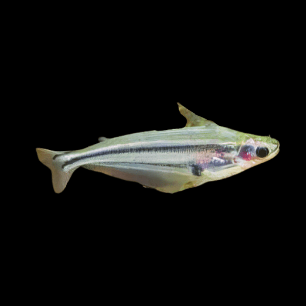 African Debauwi Catfish Pareutropius Buffei 5cm