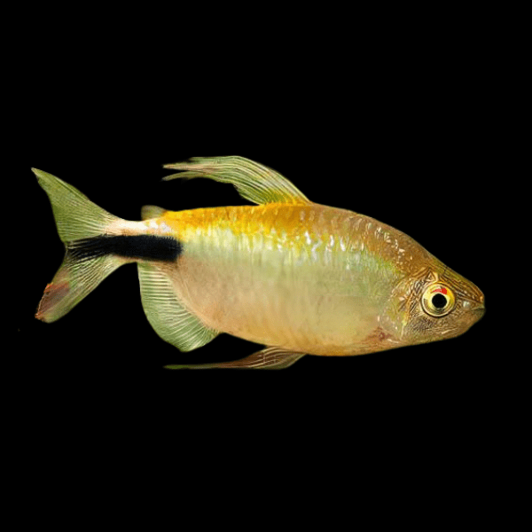 African Longfin Tetra Alestes Brycinus Longipinnis 5cm