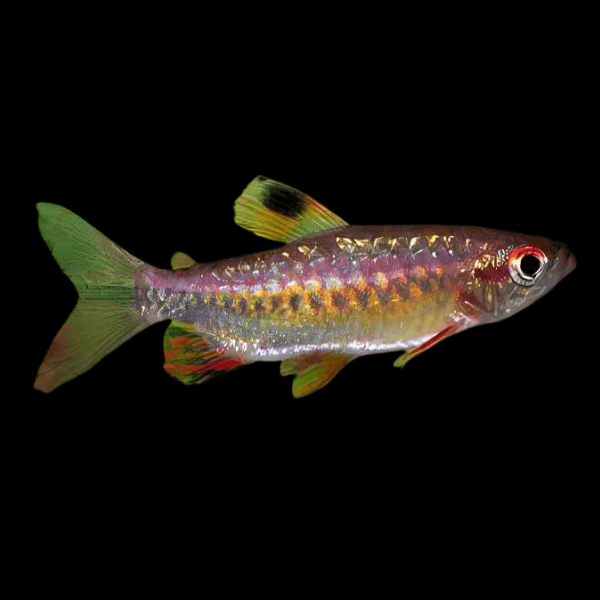 African Red Eye Tetra Arnoldichthys Spilopterus 3cm