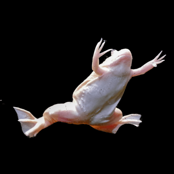 Albino African Dwarf Clawed Frog Xenopus Laevis 3cm
