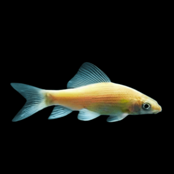 Albino Black Shark Morulius Chrysophekadion 5cm