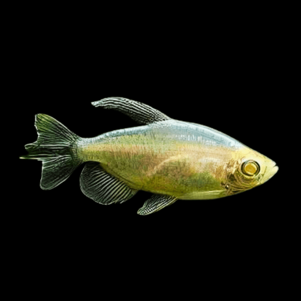 Albino Congo Tetra Phenacogrammus Interruptus 4cm