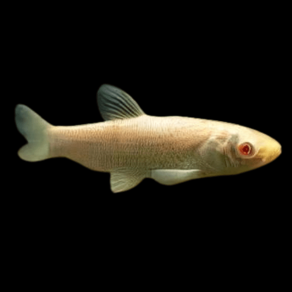 <em>Images for illustration purposes only. Exact colours, patterns, and size may vary between individuals.</em>