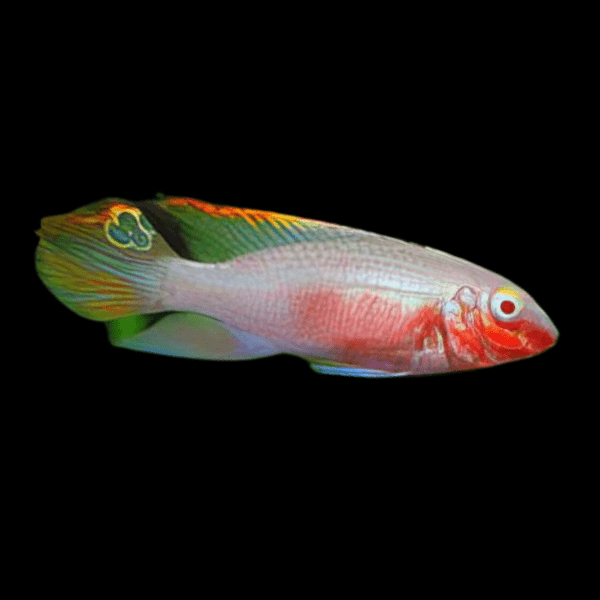 <em>Online stock may not be available for in-store collection.</em>