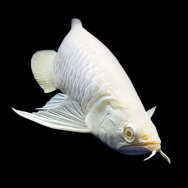 Albino Silver Arowana Osteoglossum Bicirrhosum