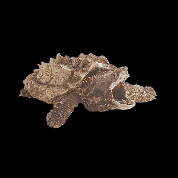 Alligator Snapping Turtle Macrochelys Temminckii Juvenile 8cm