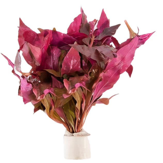 Five Bunched Plants Cardinal Plant Altermanthera Splendida Telanthera Cardinalis