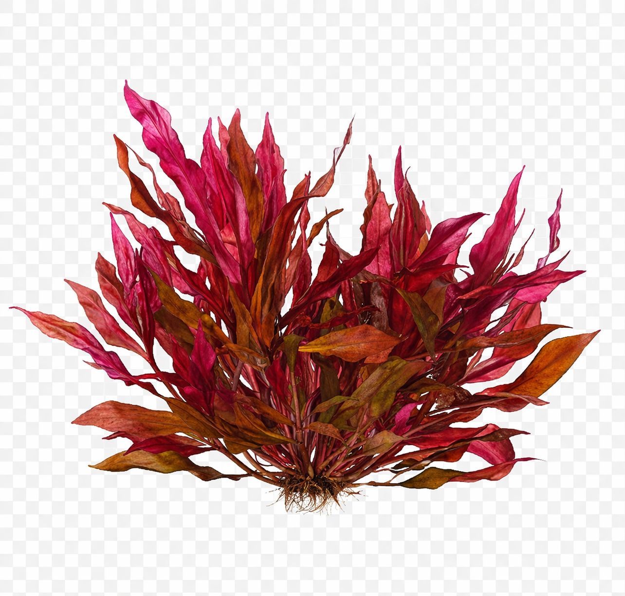 Five Bunched Plants Mini Red Temple Plant Alternanthera Reinickii