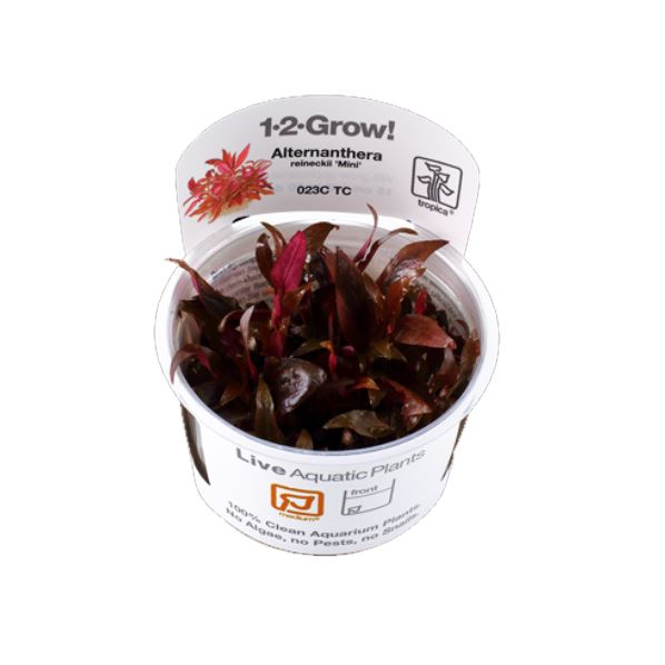 Tropica Alternanthera reineckii 'Mini' 1-2-Grow!